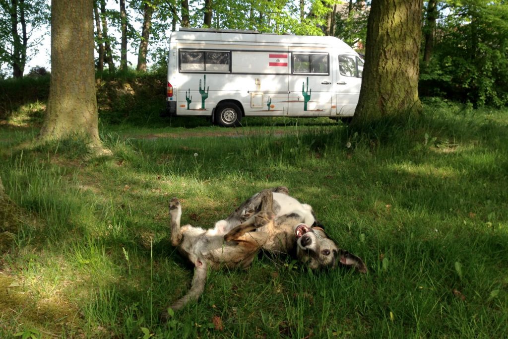 CaravaningHund 4 CaravaningHund 4